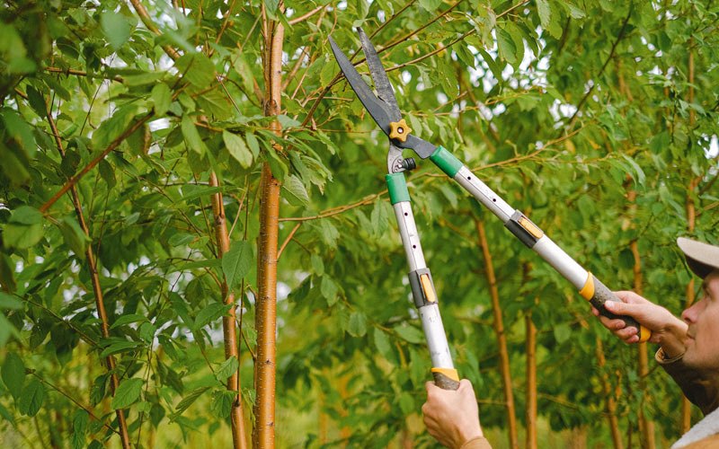 Tree trimming in Lanesboro, MN